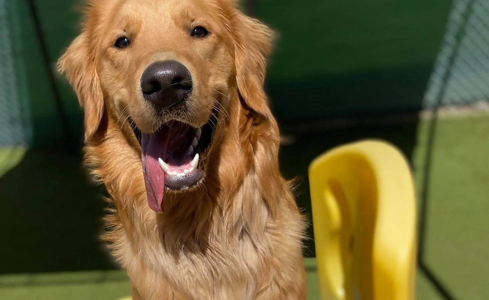A Dog Sits atop a Toy Slide and Smiles
